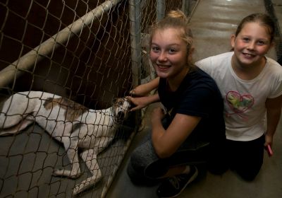 Greyhound Adoption Weekend