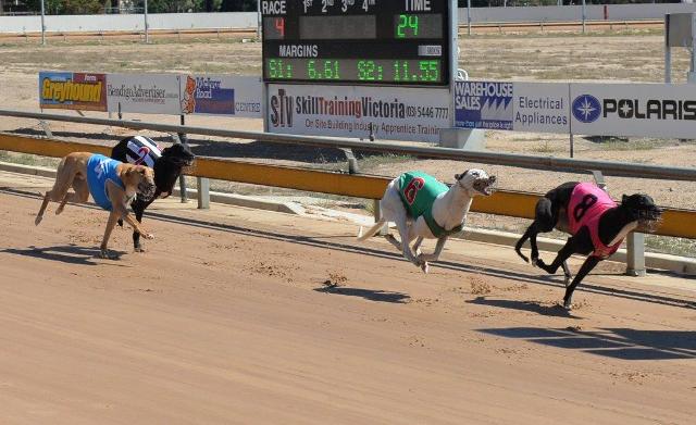 Zelemar Diva (6) and Scanz Choice (2) were beaten in the same heat last year, yet they have emerged as some of t