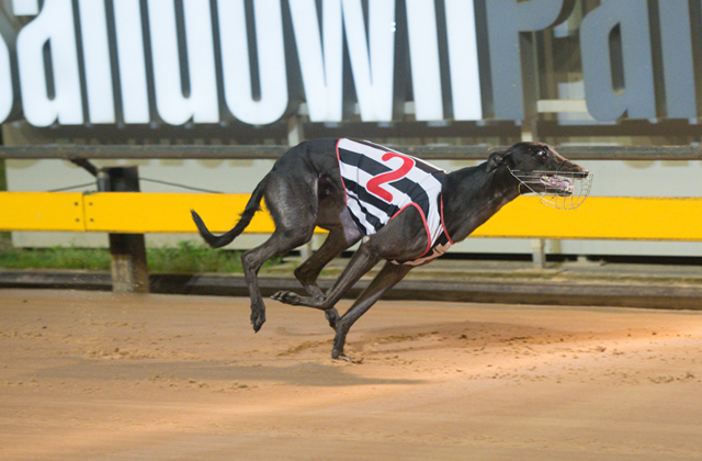 Ralphy Cinel running to victory in his heat of the Sir John Dillon Memorial. Pic courtesy - Paul Munt