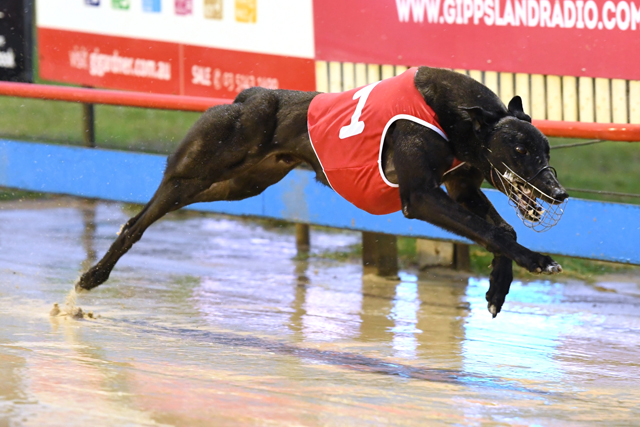 Hurunui Jack winning race two on Sale Cup night