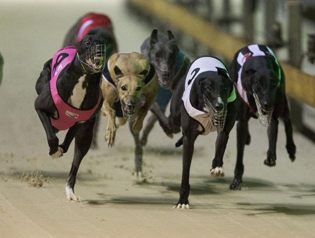 Wenty Greyhounds GEE HEATS