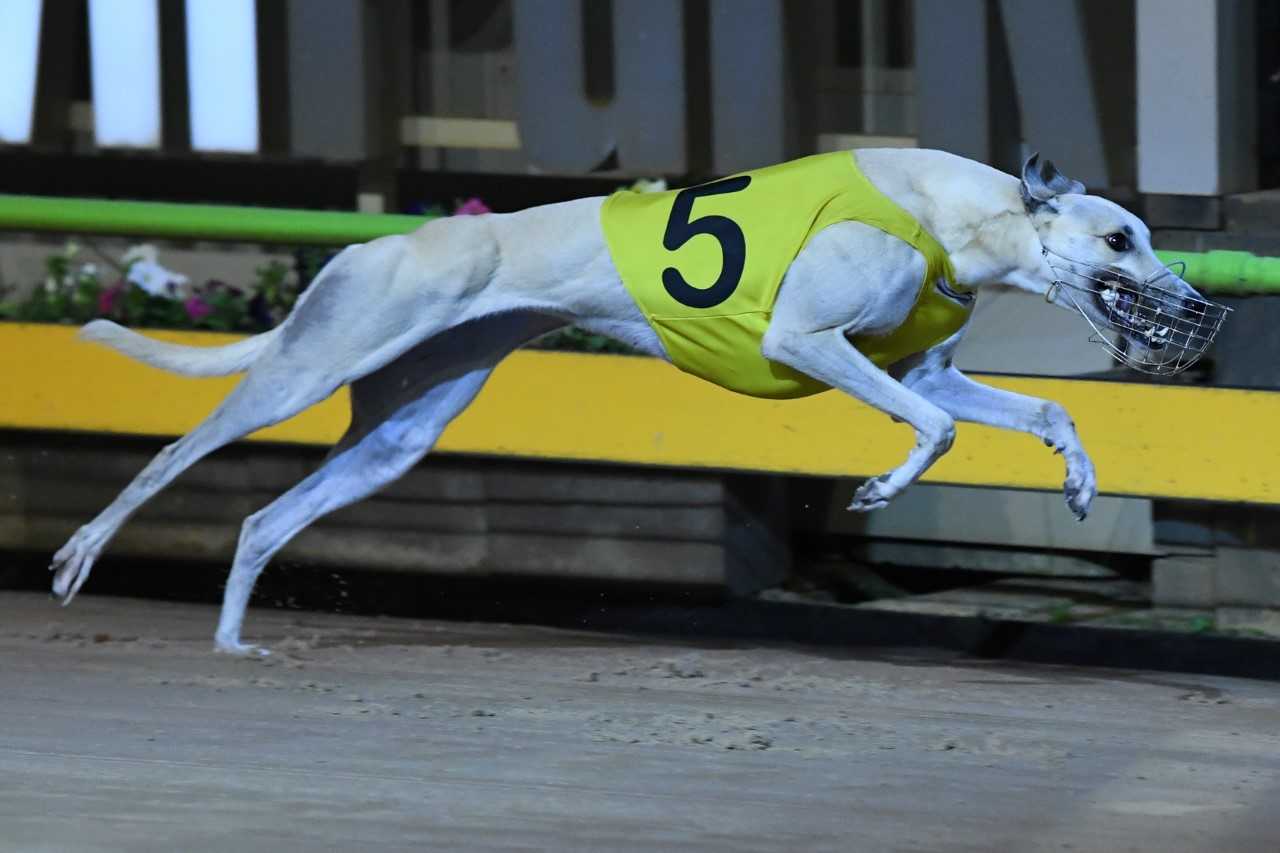Elevated wins the Sapphire Crown