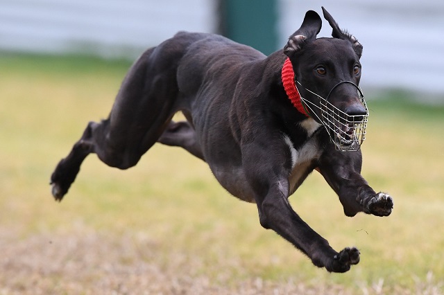 Sylvester Doyle Puppy Championship winner Lyka Skywalker 640