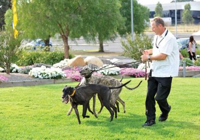 Robert Britton - Greyhound Trainer