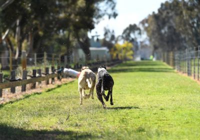 Longwood coursing