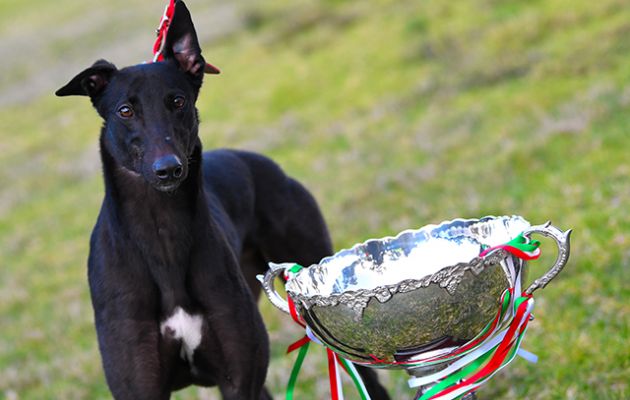 Bear Left with the prized Waterloo Cup trophy. Photos by: Clint Anderson.