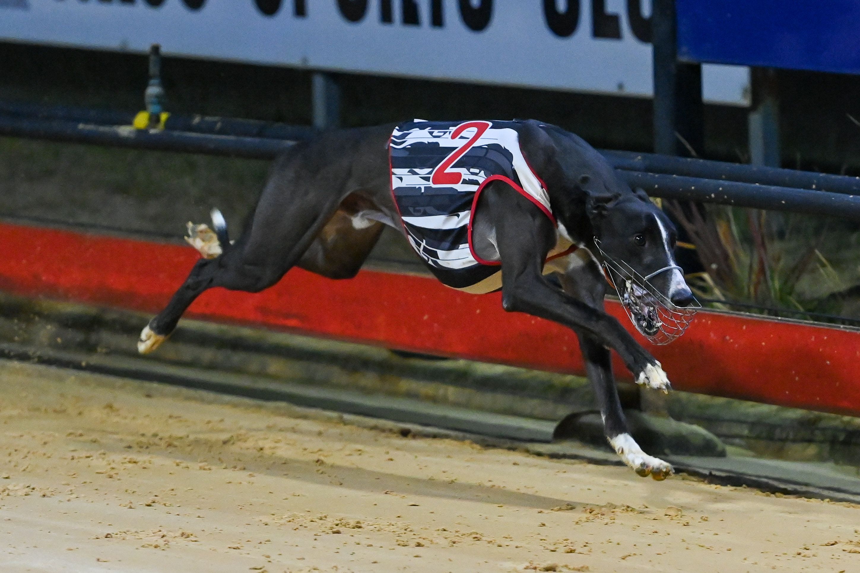 Backmans greyhound best sale supplies