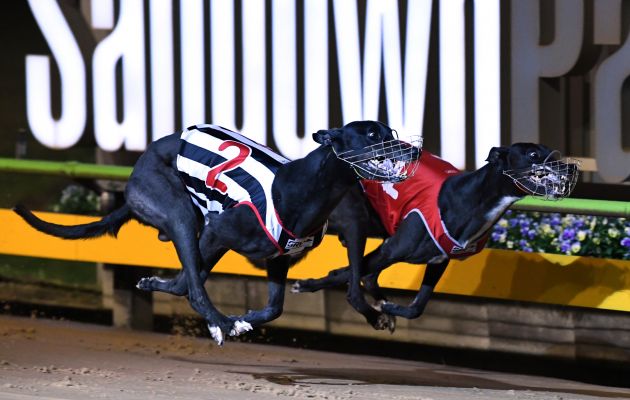 My Redeemer (box two) and Hasten Slowly (box one) battle it out for a Melbourne Cup heat win