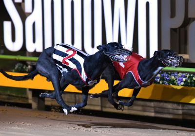 My Redeemer (box two) and Hasten Slowly (box one) battle it out for a Melbourne Cup heat win