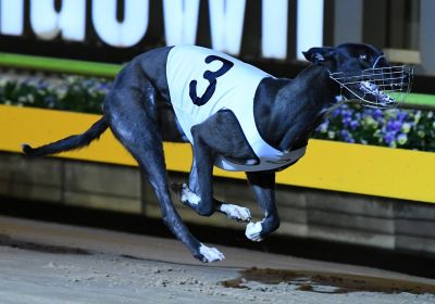 She's Gifted wins the eighth heat of the TAB Melbourne Cup at Sandown Park