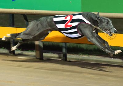 Nervous An Weird's older brother American Monster winning a heat of the 2016 Ballarat Cup