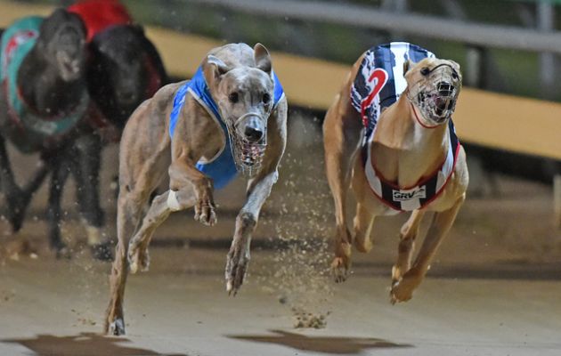 Whiskey Riot (left) overpowers Crimson Vixen in a Warrnambool Cup heat