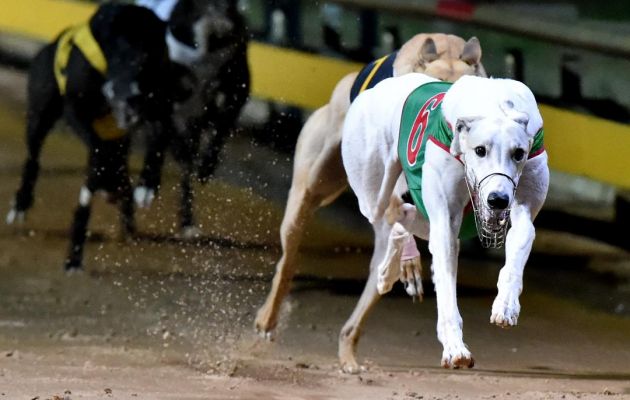 Poke The Bear's Traralgon Cup Triumph