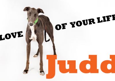GAP - Judd the Greyhound