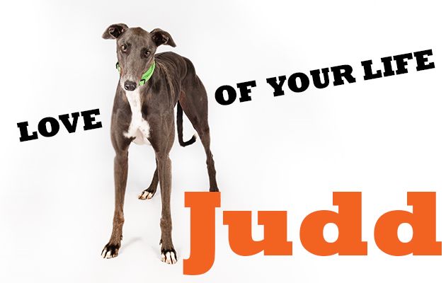 GAP - Judd the Greyhound