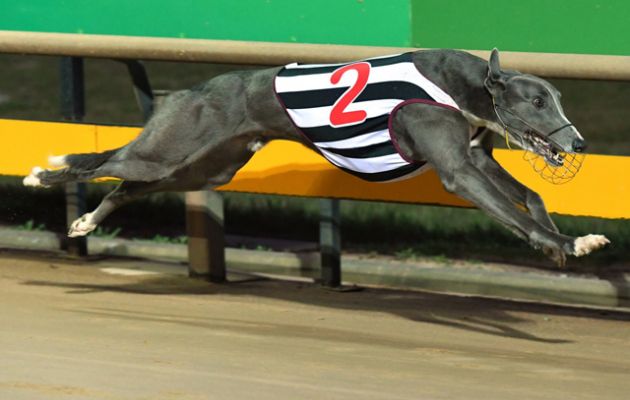 Nervous An Weird's older brother American Monster winning a heat of the 2016 Ballarat Cup