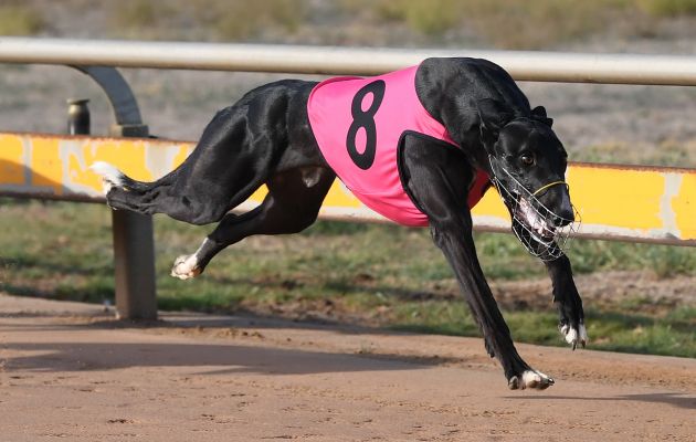 Italian Plastic wins his Horsham Cup heat.