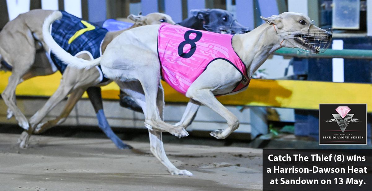 Gem greyhounds sales