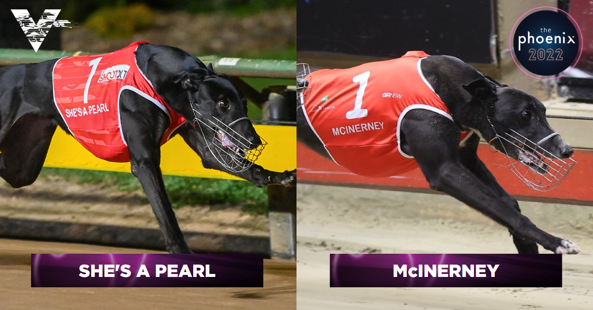 Phoenix Reserves Contenders: Greyhound Racing's Elite Prepare For Match  Race Battle