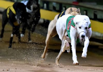 Poke The Bear's Traralgon Cup Triumph