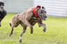 UPDATED COURSING RULES