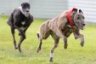WATERLOO CUP PREPARATION
