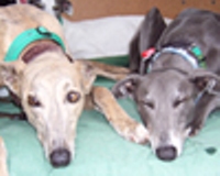 Greyhound Welfare