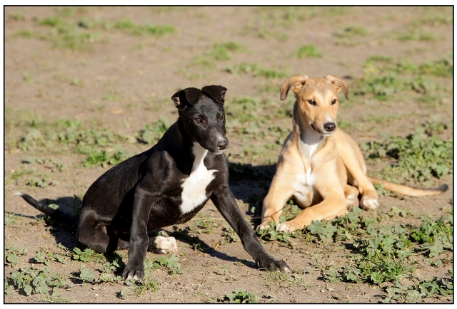 BuyingPup01