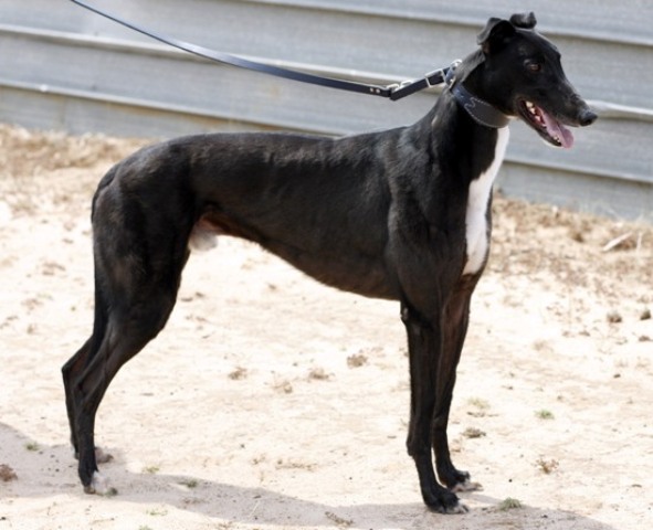 Trewly Special is one of at least 10 male greyhounds that trace back to Leprechaun Miss who have gone to stud.