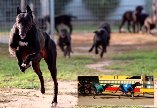 Inset: Leprechaun Miss' granddaughter Betty's Angel beats litter sister Miss Mini Mouse in the 2006 Melbourne Cup, before galloping with her first litter in 2008. Pics Paul Munt, Andrew Tauber.