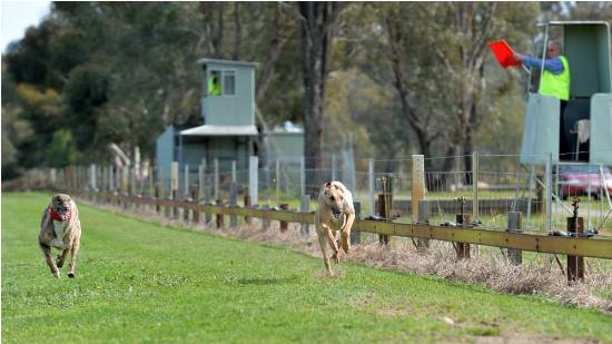 Coursing action at Longwood. Pic Clint Anderson.