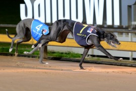 Nation’s Best Stayers Competing in Nationals Heats at Sandown Tonight