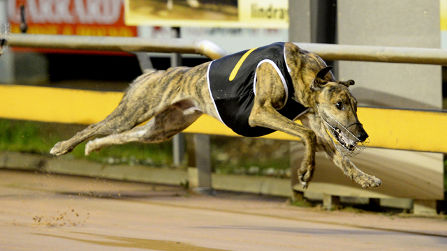 Warrior King striding to the line in the Group 2 TAB Bendigo Cup