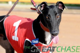 TAB Great Chase Grand Final Field Finalised