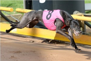 greyhound grv strung