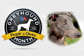 RSN People’s Choice Greyhounds of the Month Announced