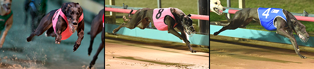 MostPopularGreyhound