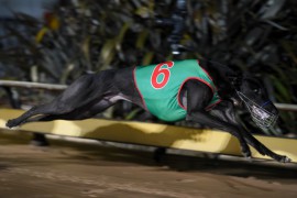 The Meadows Preview: Miracle Dog Returns