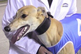 WA Oaks Preview: Britton’s Belles Head West