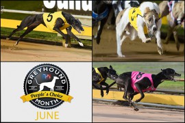 Voting for June’s RSN People’s Choice Greyhound of the Month Now Open