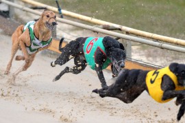North-East Wrap: Triple Dead Heat…Almost!