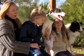 Video: $1million Commitment a Huge Win for Greyhound Breed