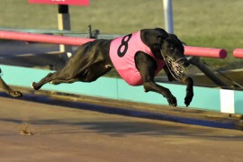 Stars return for State Distance heats at The Meadows
