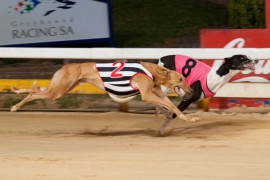 Sandown Park Preview: Powerful Progeny to Give Punters a Good Start