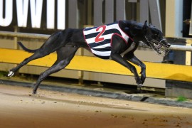 Metro Wrap: Nationals Fever hits Melbourne