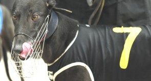 The Meadows Saturday: Mepunga Greyhounds to Feature Prominently