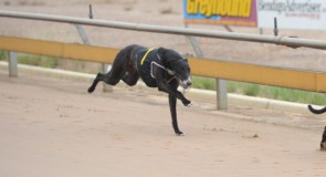 Metro Wrap: R2R Greyhound the ‘Real Deal’