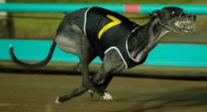The Meadows Preview: Sydney’s ‘Fantastic’ Sprinters to Shine