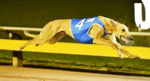 Video: Greyhound Racing’s Groundbreaking new Concept, the Speed Star