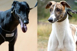 Track Record Holder versus Fernando in mouth-watering Ballarat Cup Heat